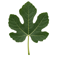 Fig Leaves (48hr Pre-Order)