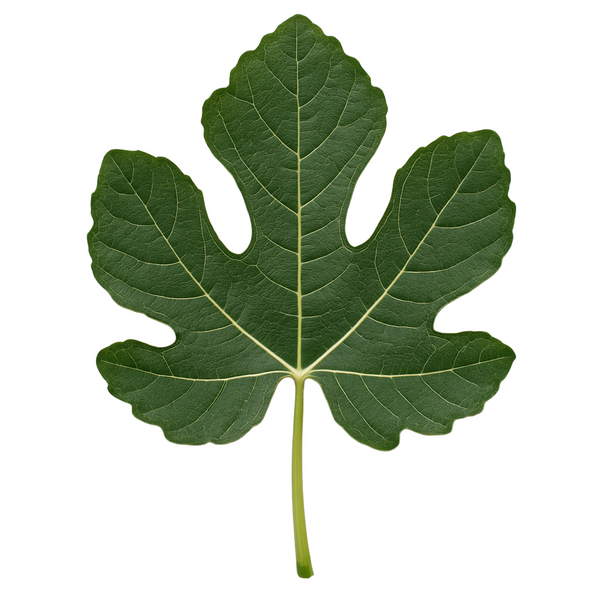 Fig Leaves (48hr Pre-Order)