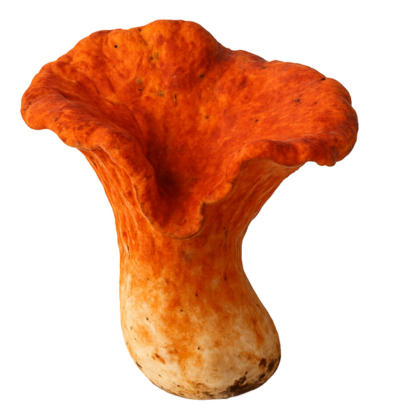 Lobster Mushrooms