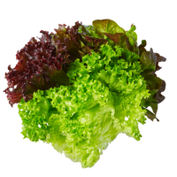 Mixed Salad (Whole Heads)