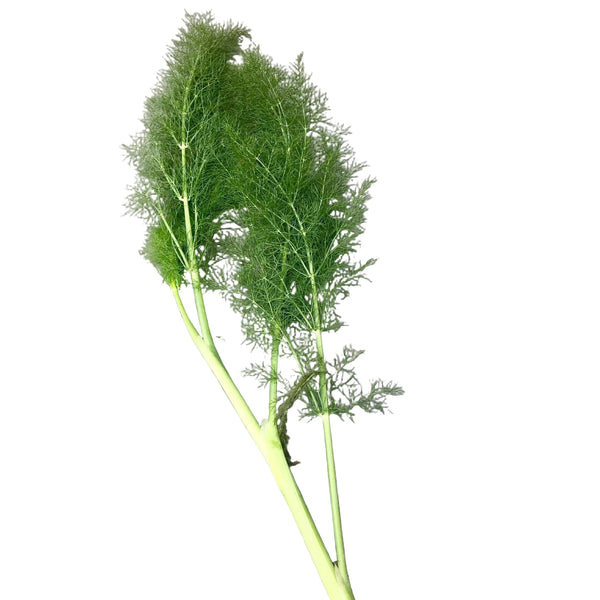 Wild Fennel