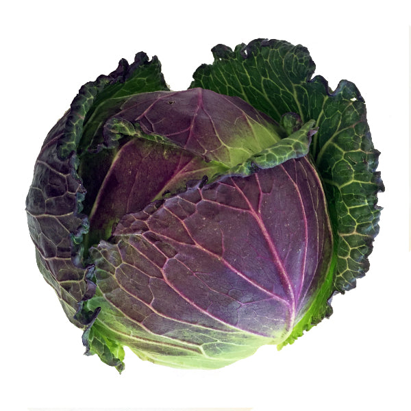 January King Cabbage