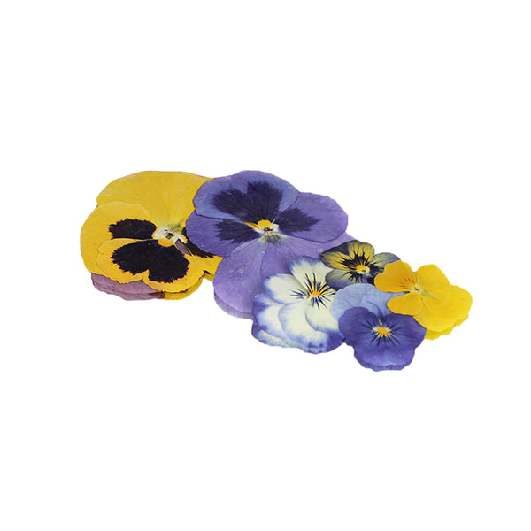 Pressed Viola Flowers (48hr Pre-Order)